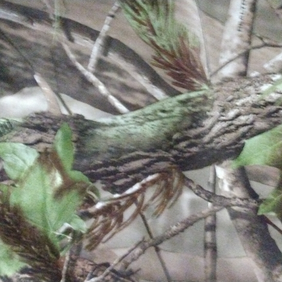 Bass Pro Shops Camouflage Bathing Trunks - Picture 8 of 13